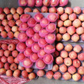 Factory Supply Fresh Red FUJI Apple